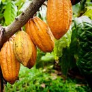 Cacao (Theobroma cacao) Cocoa Chocolate Fruit Tree 24"-36"