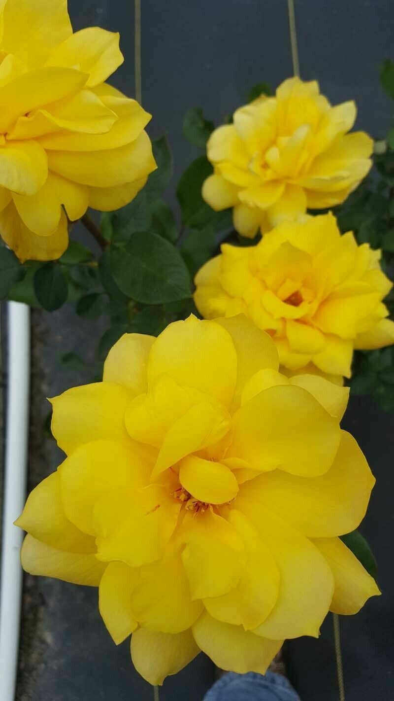 Gold Glow Rose 2 Gal Bright Yellow FRAGRANT Bush Plants Hybrid Tea