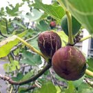 1 Brown Turkey Fig - Ficus carica - Starter Plug