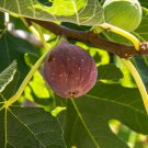 1 Fignomenal Dwarf Fig Tree – Ficus carica – Starter Plug