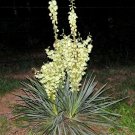 Yucca Bare Root Live Plant Hardy Succulent Adams Needle 1 Starter 15 Inches Tall
