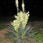 Yucca Bare Root Live Plant Hardy Succulent Adams Needle 1 Starter 15 Inches Tall