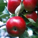 RED delicious apple tree 2 ft tall, apple tree, apple plant