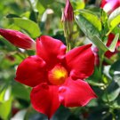Red Mandevilla Plants Live, 10-12” Tall Flowering Mandevilla Vines for Trellis