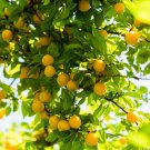 1 live Yellow PLUM Tree sweet honey flavor fruit 3 ft Inches