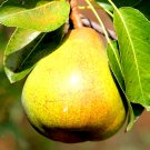 Ayers Pear Bare Root Grafted | Sweet Buttery Fruit | Self-Pollinating