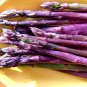 10 Purple Asparagus Bare Root Plants (2yr Crowns) – Sweet Gourmet Asparagus for Backyard Garden