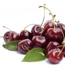 6 Organic Bing Cherry Cuttings - Fresh Stems for Rooting & Propagation
