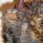 BUFFALO HAT furry COSTUME Mask on Head DOES NOT COVER FACE buffallo bull bulls bills PLUSH Halloween