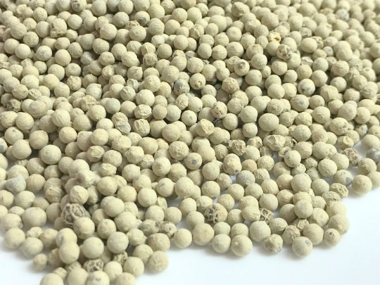 White Peppercorn ,Piper Nigrum