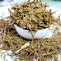 ABIES WEBBIANA Talispatra Himalayan Siver Fir,Abies spectabilis