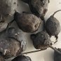Nagarmotha, Cyperus rotundus, Nutsedge , GOWE