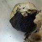 Rasaut  raswanti gum  Berberis Aristata root gum