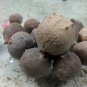 Oak Gall Manjakani Quercus Infectoria,Natural Dye Mordant,Oak Gall Extract,Eiche Gallen ,Oak Apples
