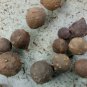 Oak Gall Manjakani Quercus Infectoria,Natural Dye Mordant,Oak Gall Extract,Eiche Gallen ,Oak Apples