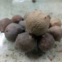 Oak Gall Manjakani Quercus Infectoria,Natural Dye Mordant,Oak Gall Extract,Eiche Gallen ,Oak Apples