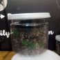 Black Pepper , Black peppercorn Piper Nigrum