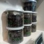 Black Pepper , Black peppercorn Piper Nigrum