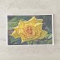 Yellow Rose Flower Stationery Postcards 6 Piece Set