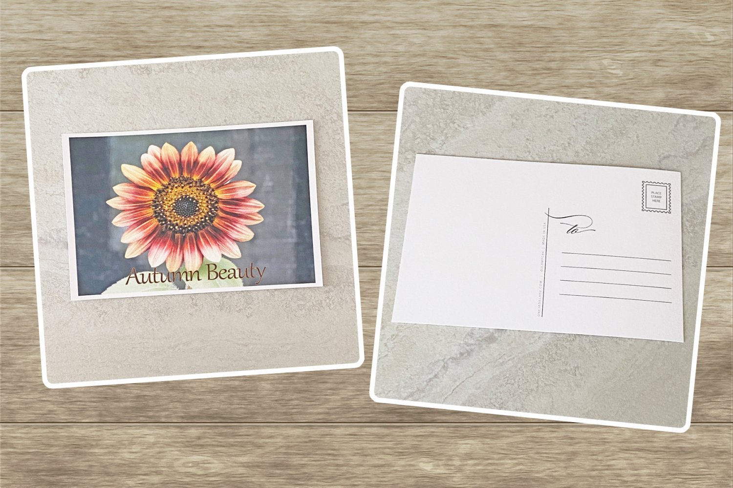 Autumn Beauty Sunflower Stationery Postcards 5 Piece Set