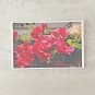 Pink Bougainvillea Flower Stationery Postcards 5 Piece Set