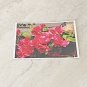 Pink Bougainvillea Flower Stationery Postcards 5 Piece Set