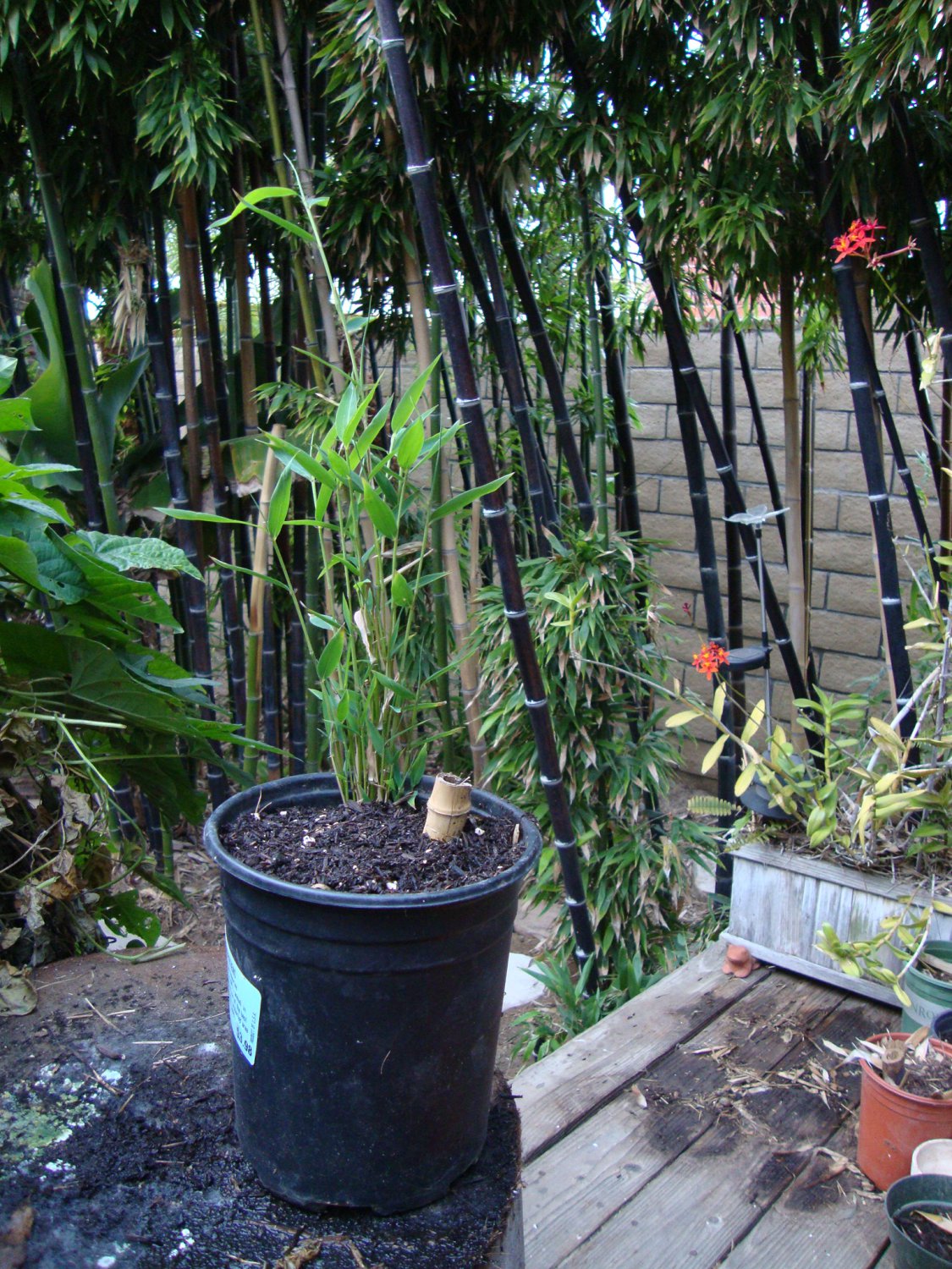 Live Black Bamboo Plant 6" Rhizome Cutting Phyllostachys Nigra Viable