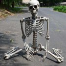 170cm / 66.9" Hanging Halloween Skull Skeleton Bones Poseable Human Full Life Size Prop Party
