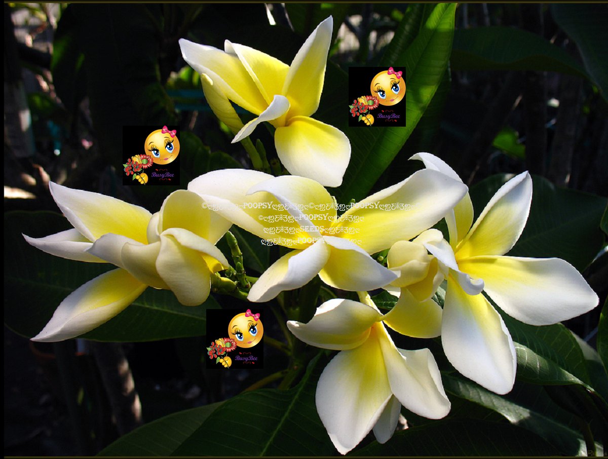 ⊱ PLUMERIA FRANGIPANI RUBRA BUTTERFLIES HYBRID INDOOR HOUSE 5 SEEDS