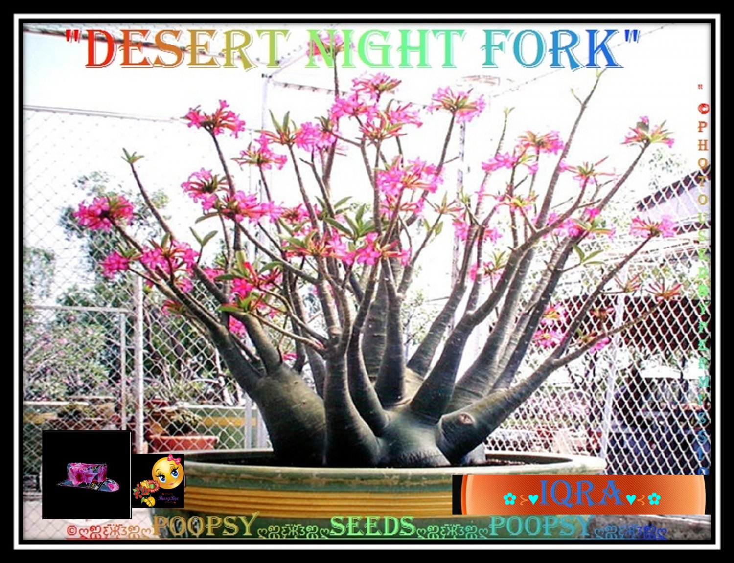 ADENIUM ARABICUM DESERT ROSE DESERT NIGHT FORK CAUDEX BONSAI 5 SEEDS