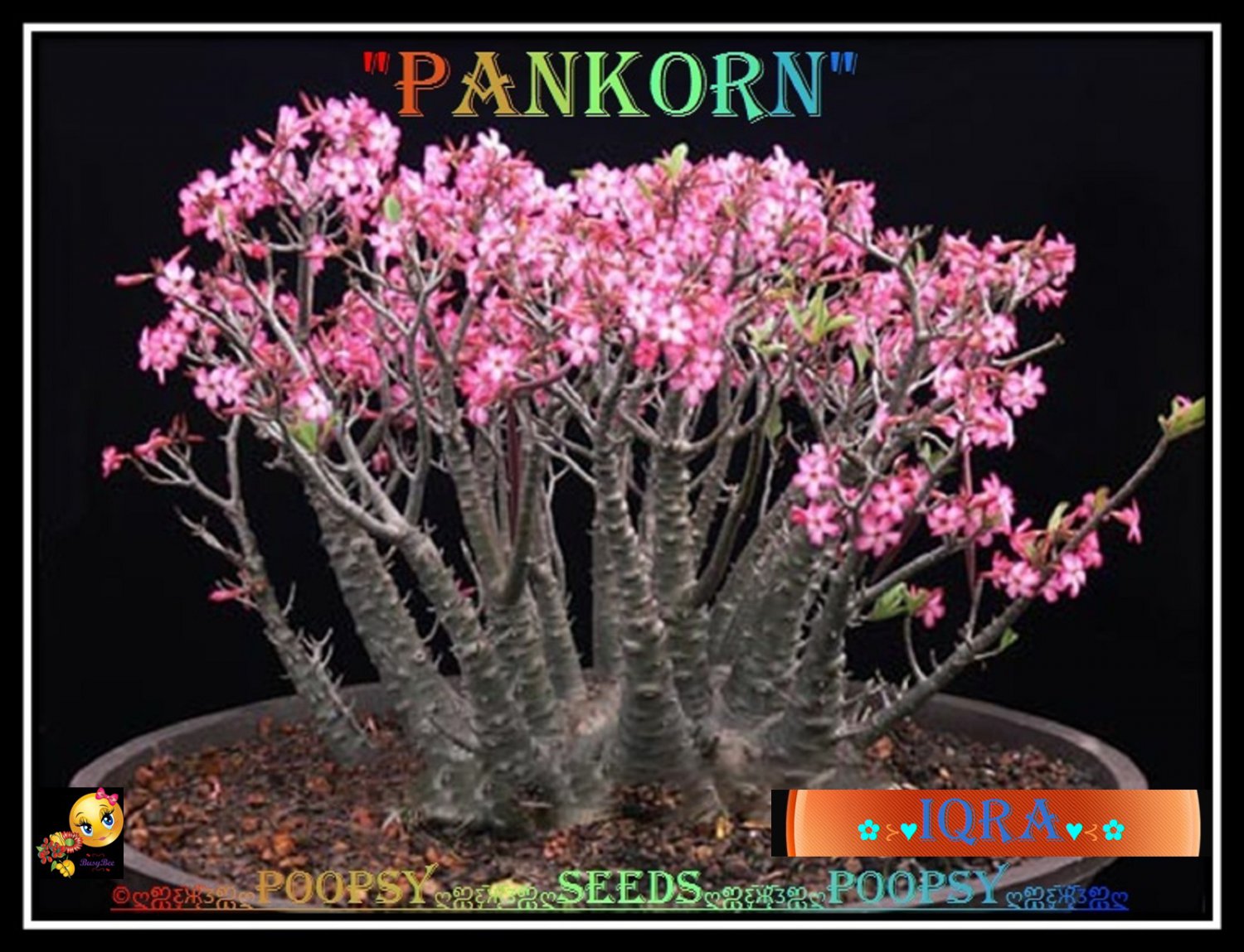 ADENIUM ARABICUM DESERT ROSE PANKORN CAUDEX BONSAI 5 SEEDS