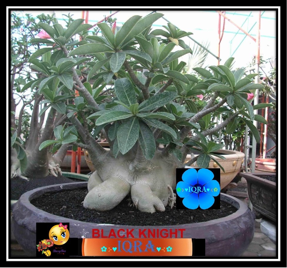 ADENIUM ARABICUM DESERT ROSE BLACKKNIGHT CAUDEX BONSAI 5 SEEDS