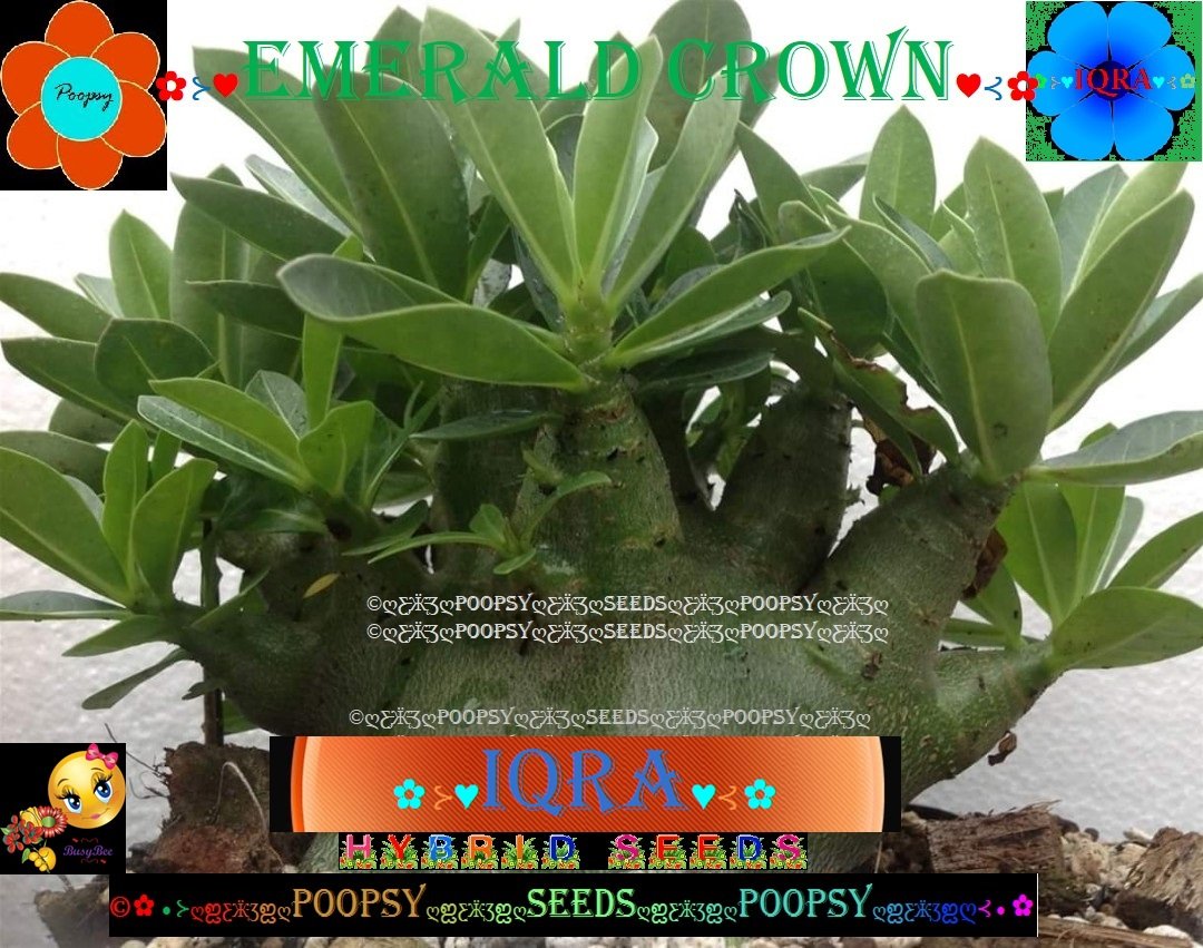 ADENIUM ARABICUM DESERT ROSE EMERALD CROWN CAUDEX BONSAI 5 SEEDS