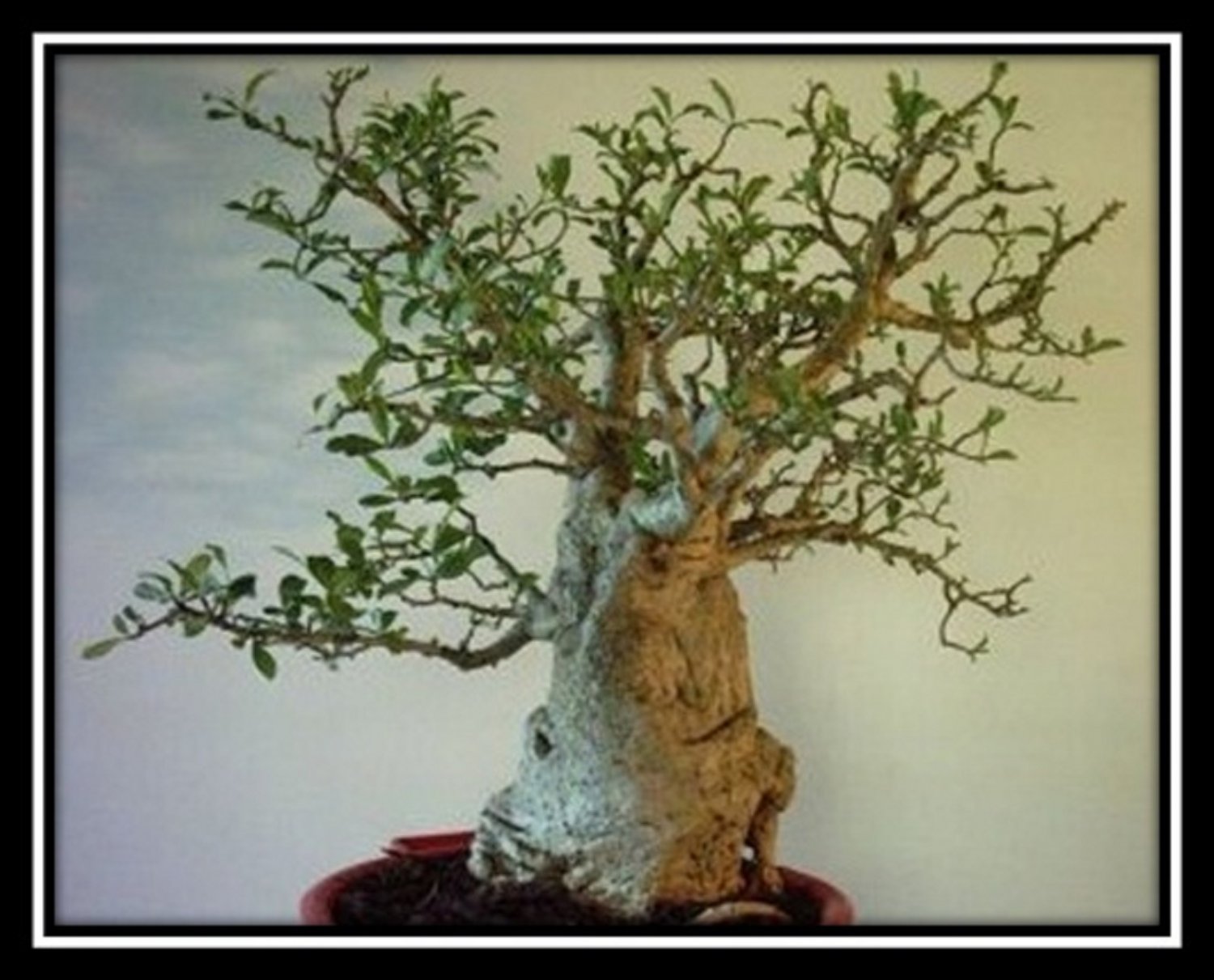 ⊱ ADANSONIA GREGORII AUSTRALIAN BAOBAB TREE PLANT BONSAI CAUDEX 5 SEED
