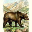 The Grizzly Bear - 16"x24" Canvas Print