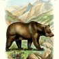 The Grizzly Bear - 16"x24" Canvas Print