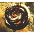 nine inch nails - closer to god and further away CD 1994 2-disc set 9 tracks total used nine inch nails - closer to god and further away CD 1994 2-disc set 9 tracks total used