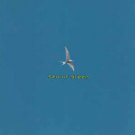 sea of green - time to fly CD 2000 music cartel TMC45CD used like new 12 tracks sea of green - time to fly CD 2000 music cartel TMC45CD used like new 12 tracks