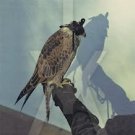 iceage - you're nothing CD digipak 2013 matador new 12 tracks