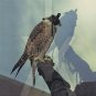 iceage - you're nothing CD digipak 2013 matador new 12 tracks