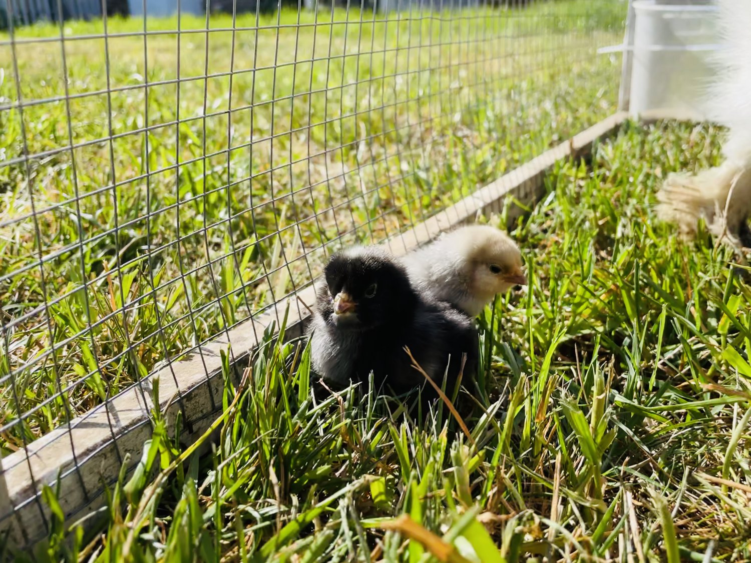 12+ Fertile Chicken Hatching Eggs