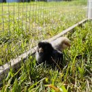 12+ Fertile Chicken Hatching Eggs