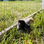 12+ Fertile Chicken Hatching Eggs