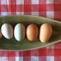 12+ Fertile Chicken Hatching Eggs