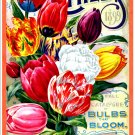 John Lewis Childs - Bulb Catalogue Cover 1899. A4 Glossy Art Print