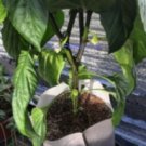 Grow Bags Thickened Non Woven Plant Pots (5 pieces per pack) Green Power