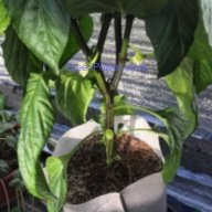Grow Bags Thickened Non Woven Plant Pots (5 pieces per pack) Green Power