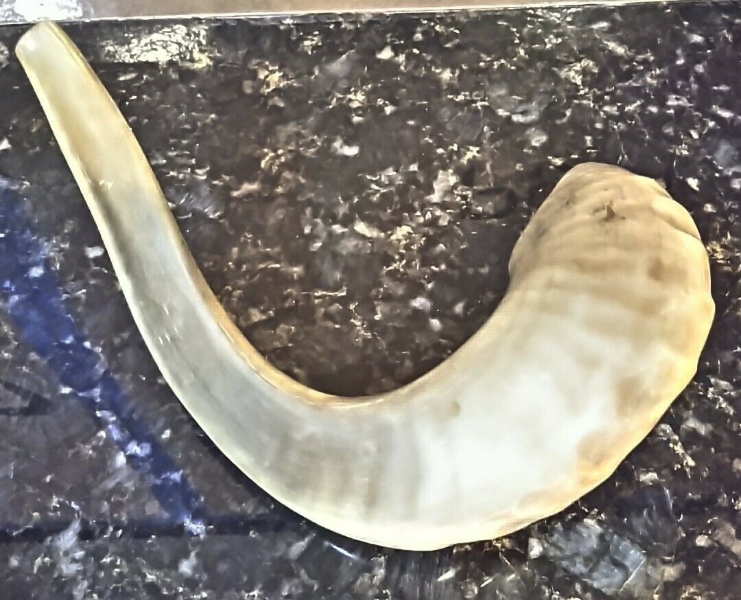 Classical Ram's Horn KOSHER Shofar Jewish Culture size XL 17"+ Natural Israel