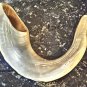 Classical Ram's Horn KOSHER Shofar Jewish Culture size XL 17"+ Natural Israel