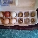 mixed 6 chicken & 6 quail eggs+++                           
